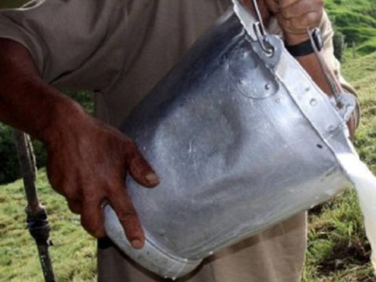 En un 30% ha disminuido producción de leche por las lluvias en Quindío
