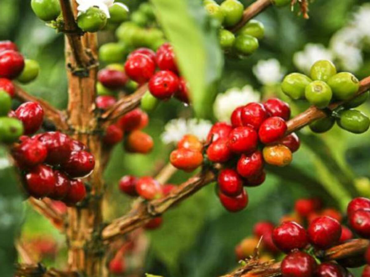 Cafeteros podrán acceder a créditos con el Banco Agrario de Colombia