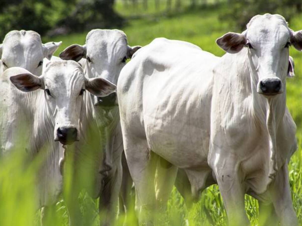 Caldas, en busca de la excelencia sanitaria bovina y porcina