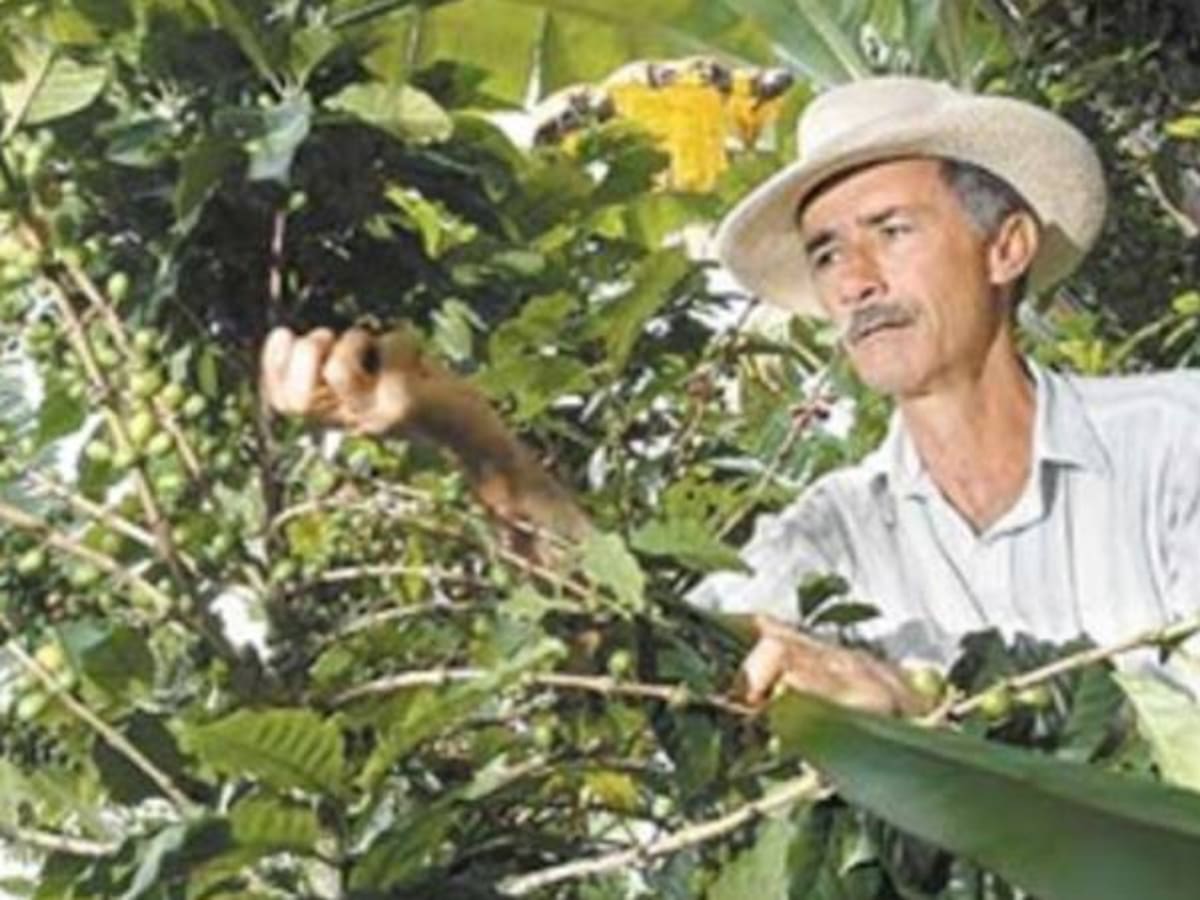 Estamos pidiendo agua a gritos: Cafeteros del Quindío