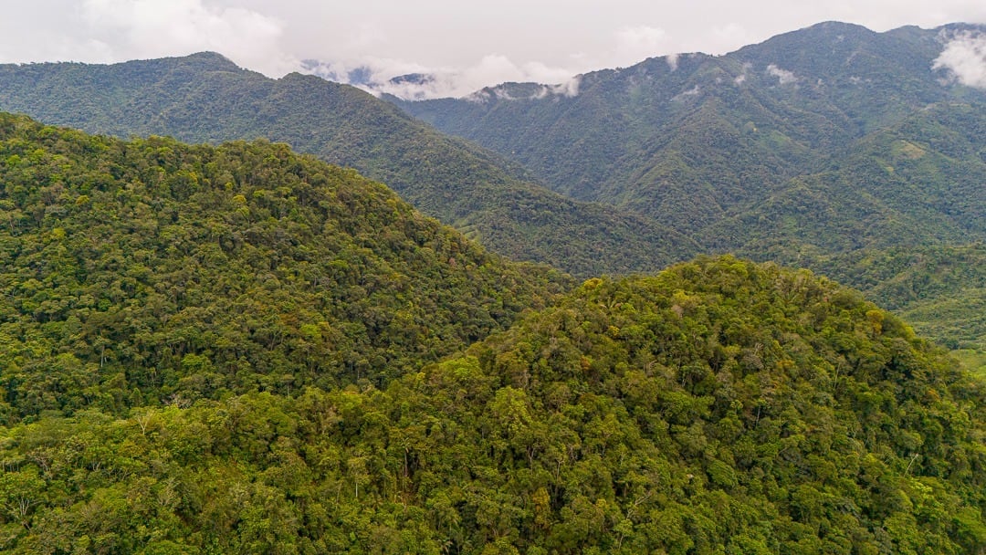 22.500 hectáreas de bosque han sido protegidas en el oriente antioqueño gracias a créditos de carbono. Foto: Masbosques