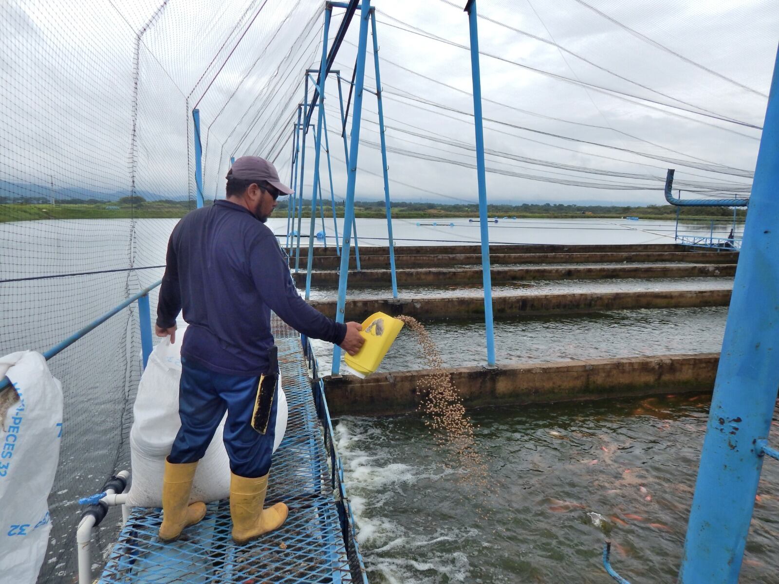 Sector piscícola del Huila define acciones frente al impacto del fenómeno de “El Niño”. Foto Relacionada