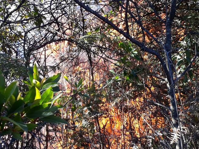 Bomberos atienden cinco incendios forestales en Cundinamarca