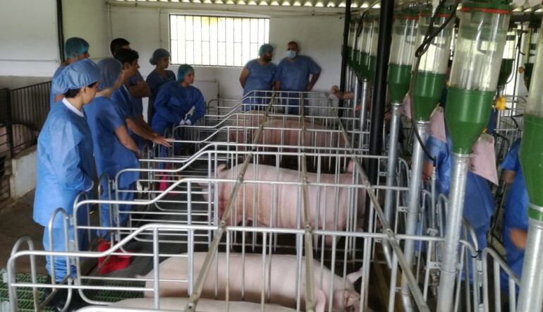 Granja porcina universitaria