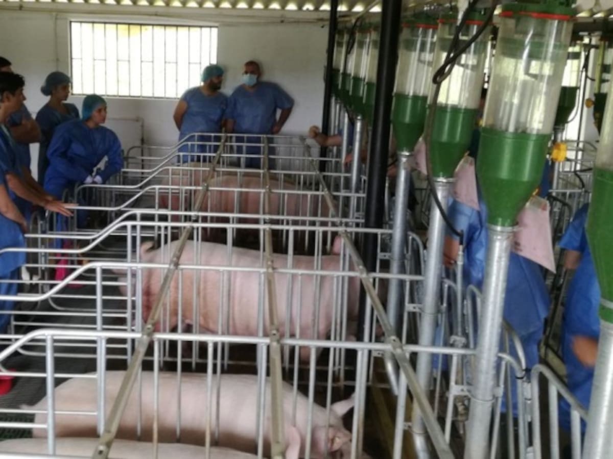 En marcha granja porcina universitaria en Medellín