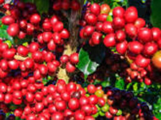 Cerca de 1.800 cafeteros van a recibir beneficios tanto individuales como colectivos.