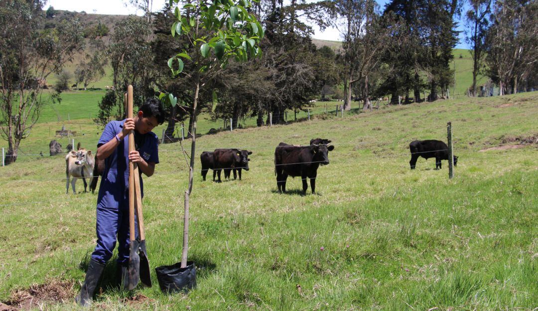 Profesionales para gerenciar la producción agropecuaria.