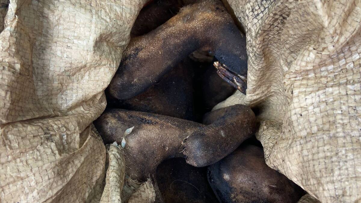 En vías del Valle fue detenido un hombre con el cuerpo de un oso perezoso incinerado