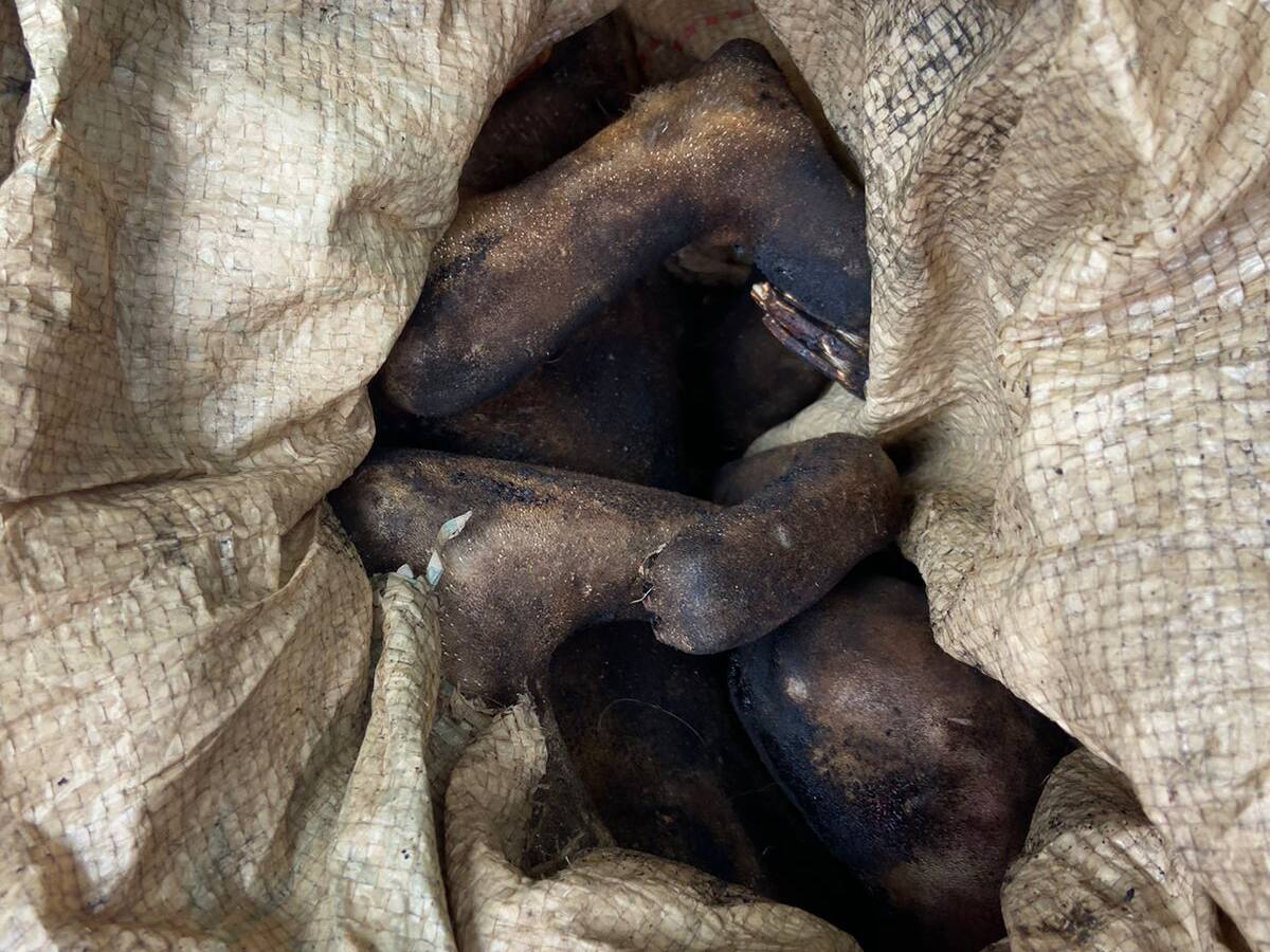 En vías del Valle fue detenido un hombre con el cuerpo de un oso perezoso incinerado