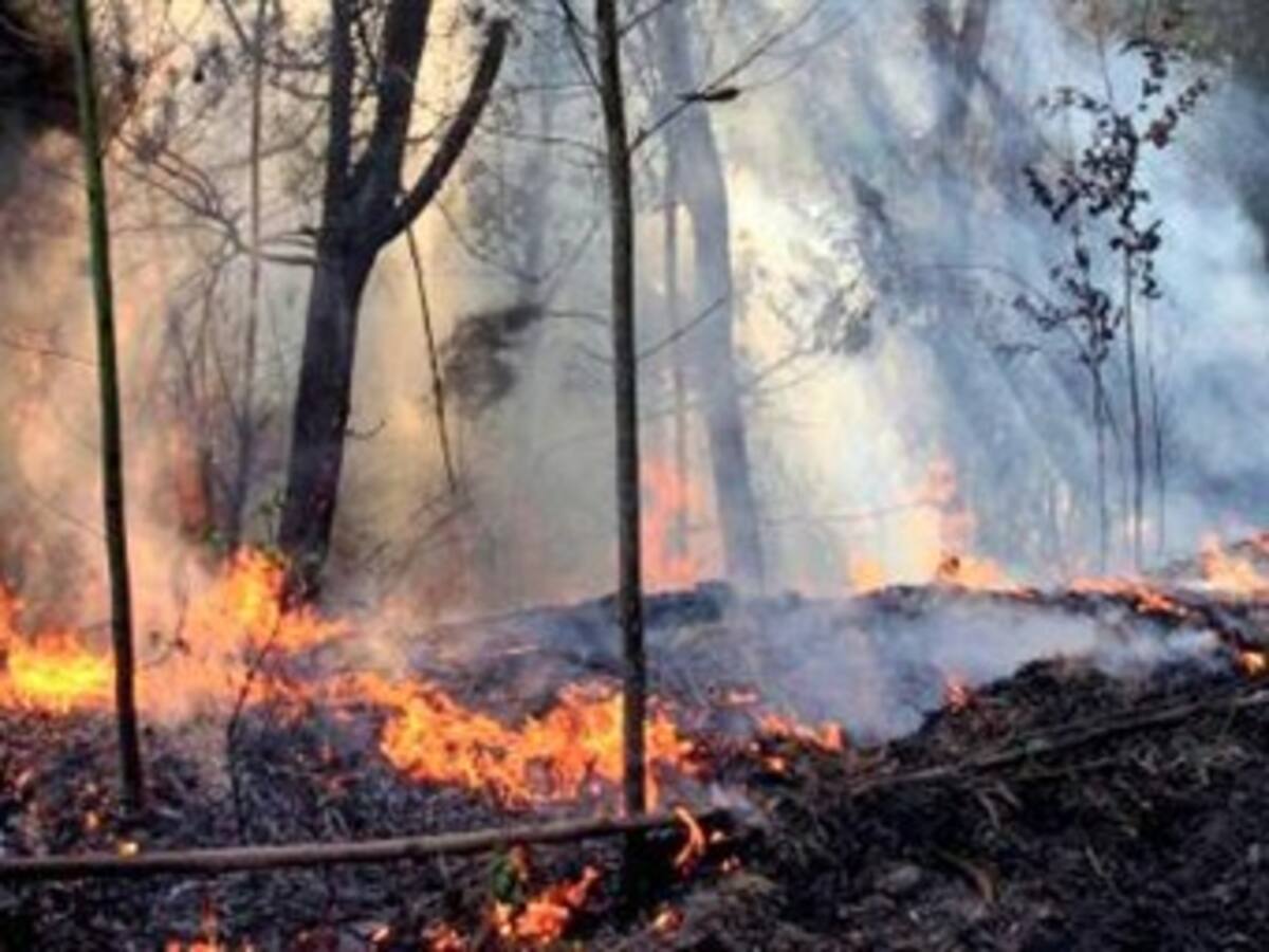​Incendios forestales devoran 4.000 Km de cobertura vegetal mundial