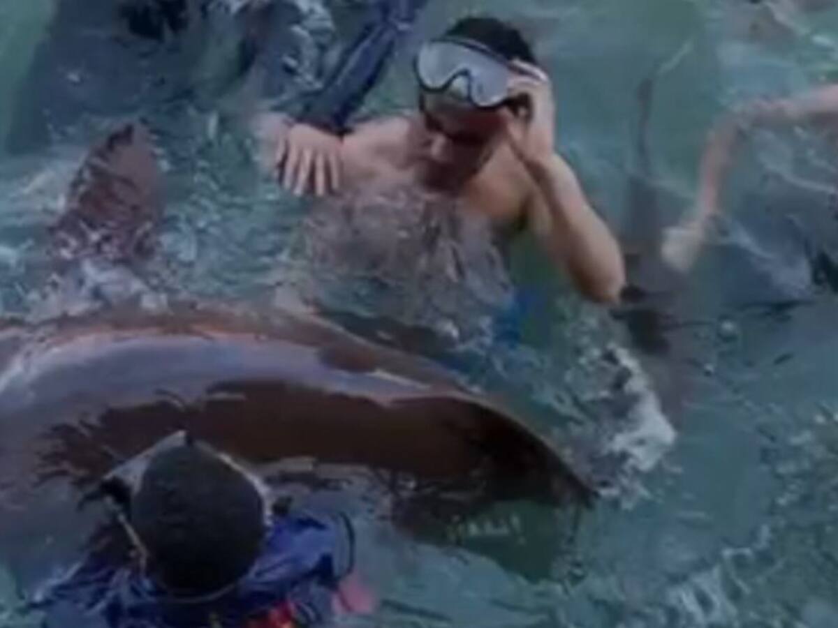 Tiburones Gato en cautiverio en zona insular de Cartagena serán liberados