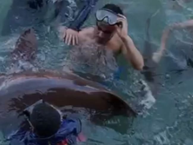 Tiburones Gato en cautiverio en zona insular de Cartagena serán liberados