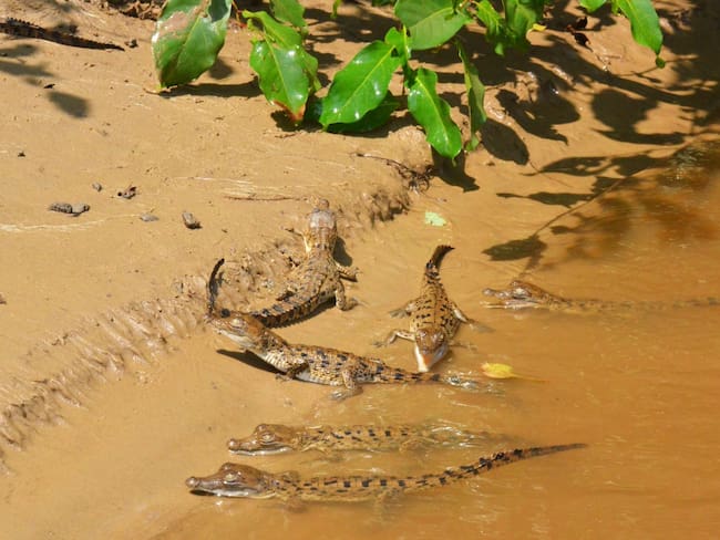 El Caimán Llanero se niega a desaparecer