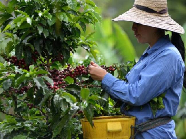 Recolección de café en el Tolima