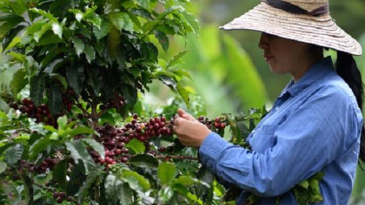 ¿Qué le espera a los caficultores del Tolima tras la implementación de aranceles por parte de EE.UU?