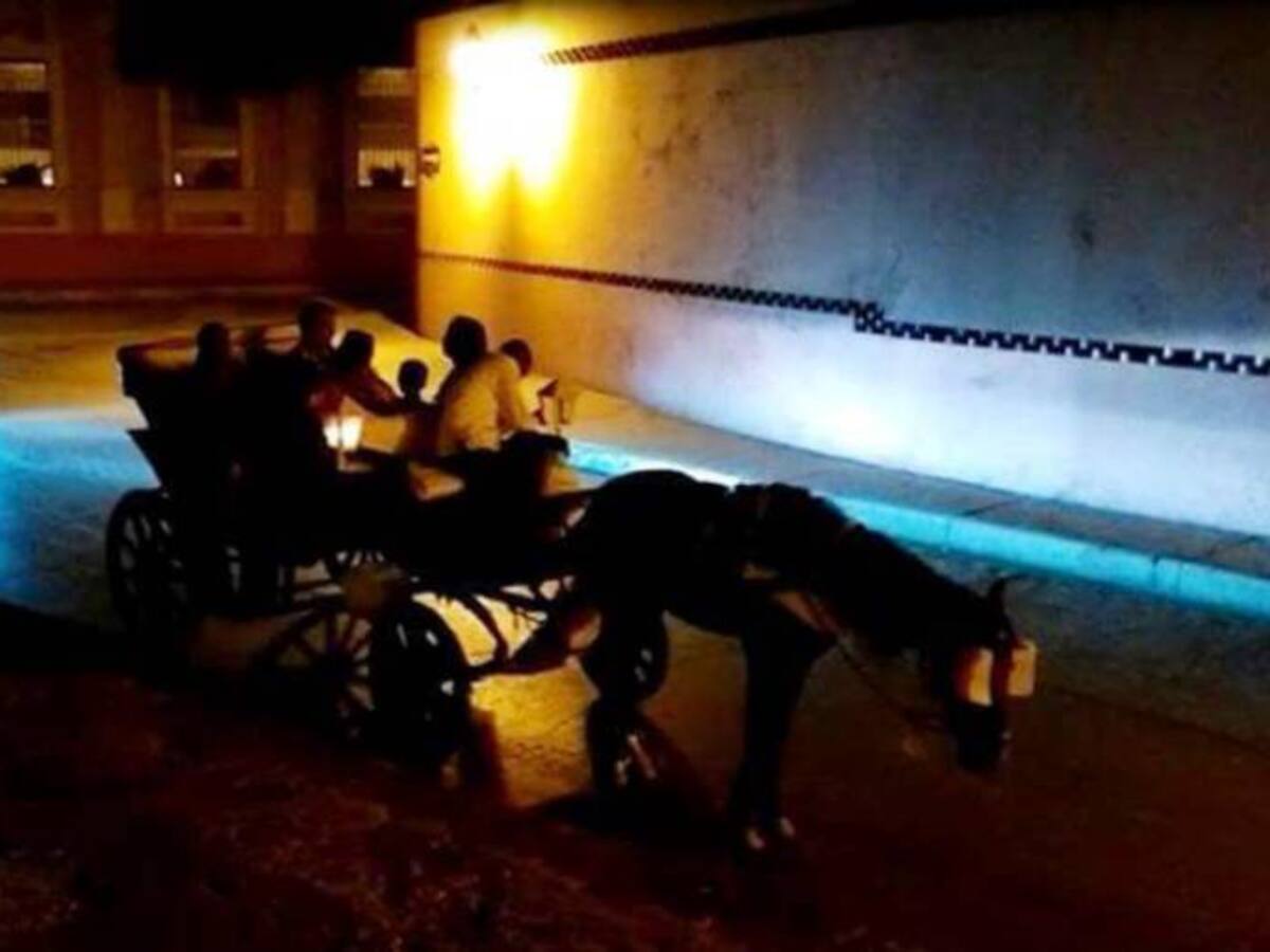 Animalistas denuncian que no se cumple decreto de regulación de caballos cocheros