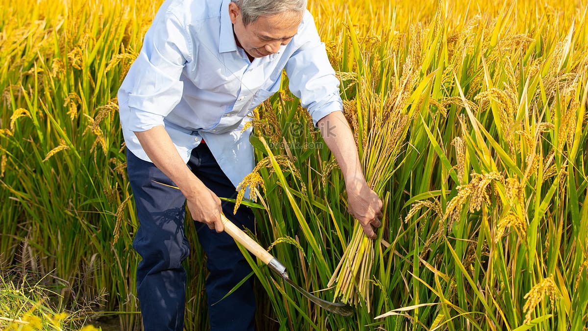 MinAgricultura y Bienestar Familiar impulsan la compra de arroz