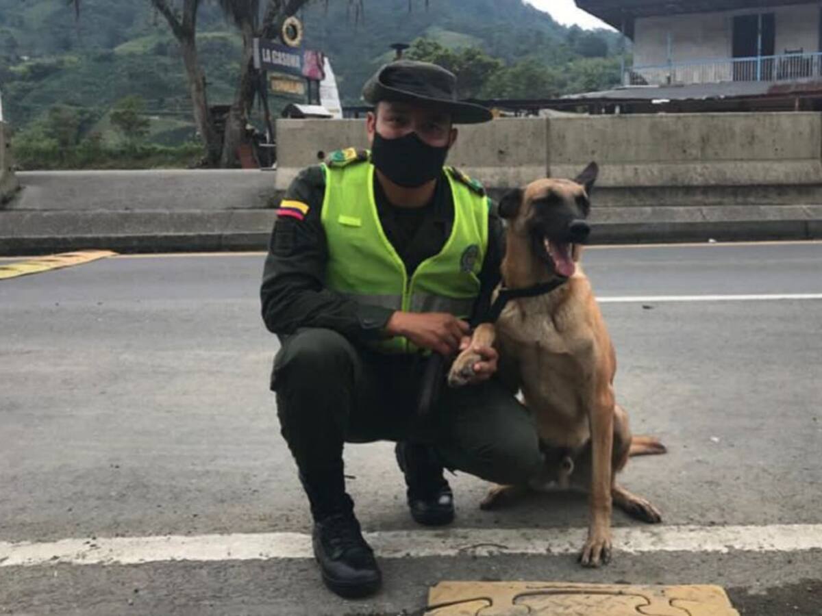 'Mago' descubrió un cargamento de marihuana en Yumbo, Valle