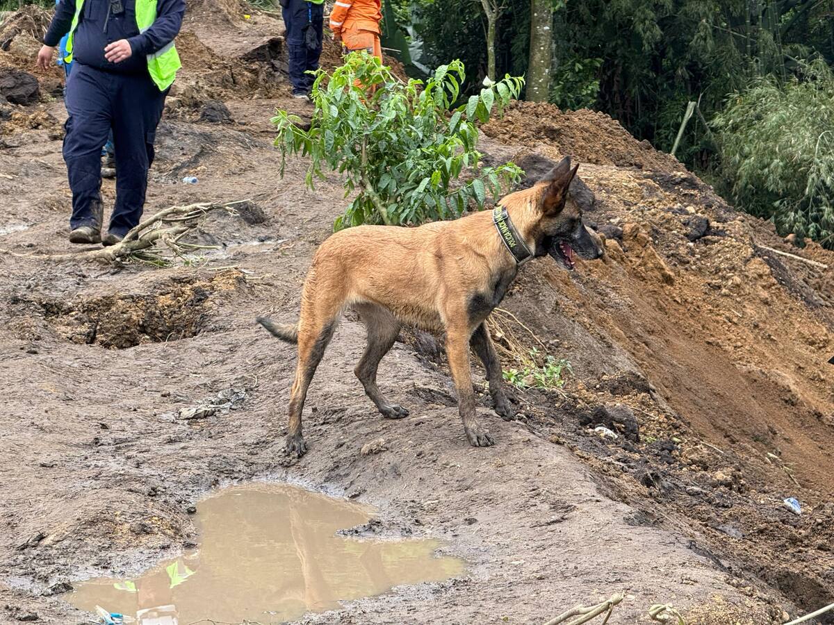 90 socorristas continúan con las labores de búsqueda en la vereda los Cuervos de Villamaría, Caldas