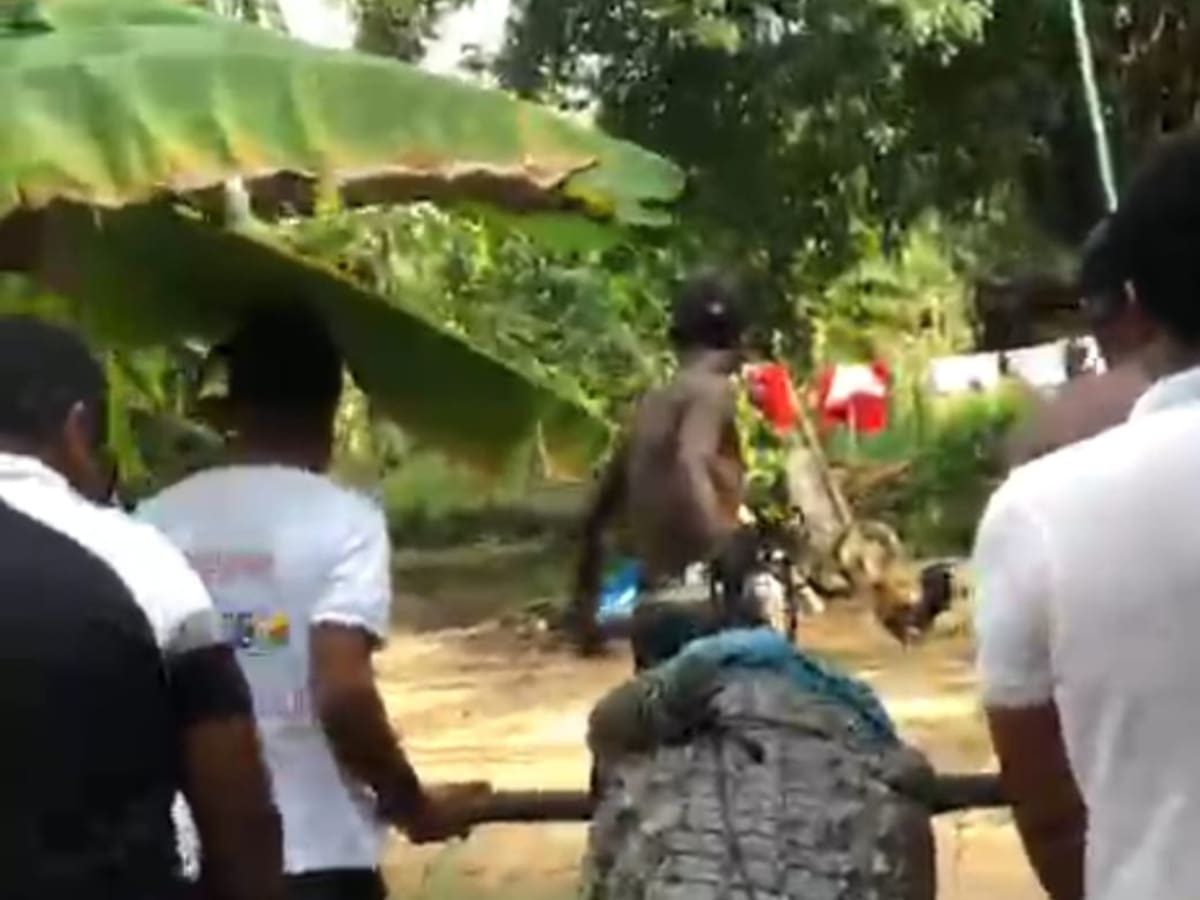 En Puerto Badel- Bolívar, Guardias Ambientales Voluntarios rescataron un caimán