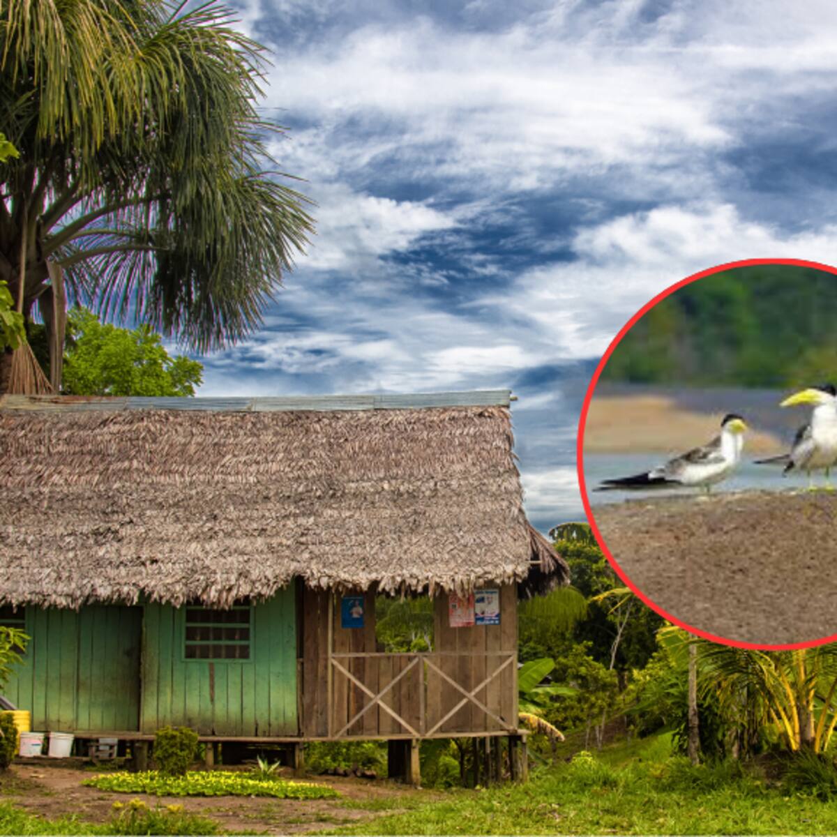 Los pueblos con playa en el Vichada: allí habitan delfines rosados y nutrias, ¿ya lo visitó?