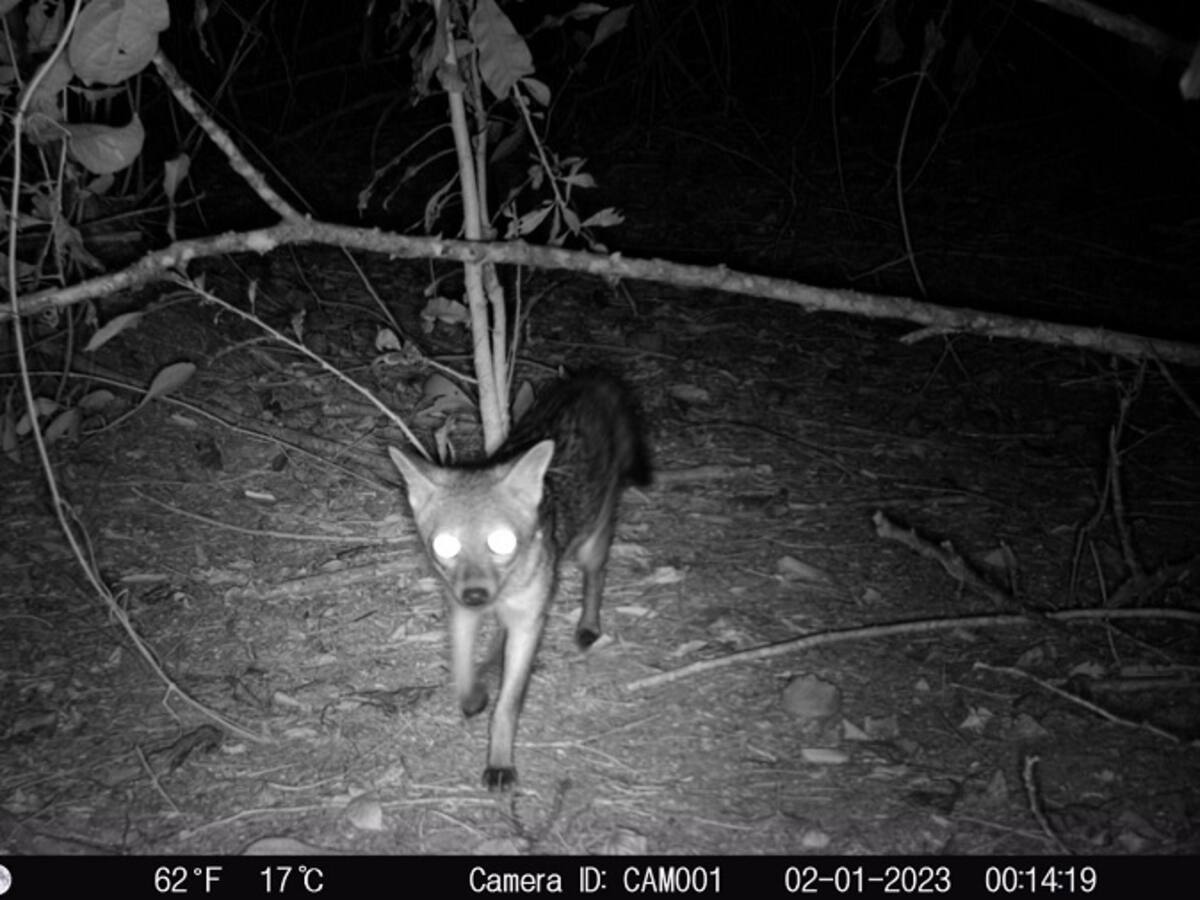 Cardique observa la fauna silvestre con cámaras trampa en Bolívar