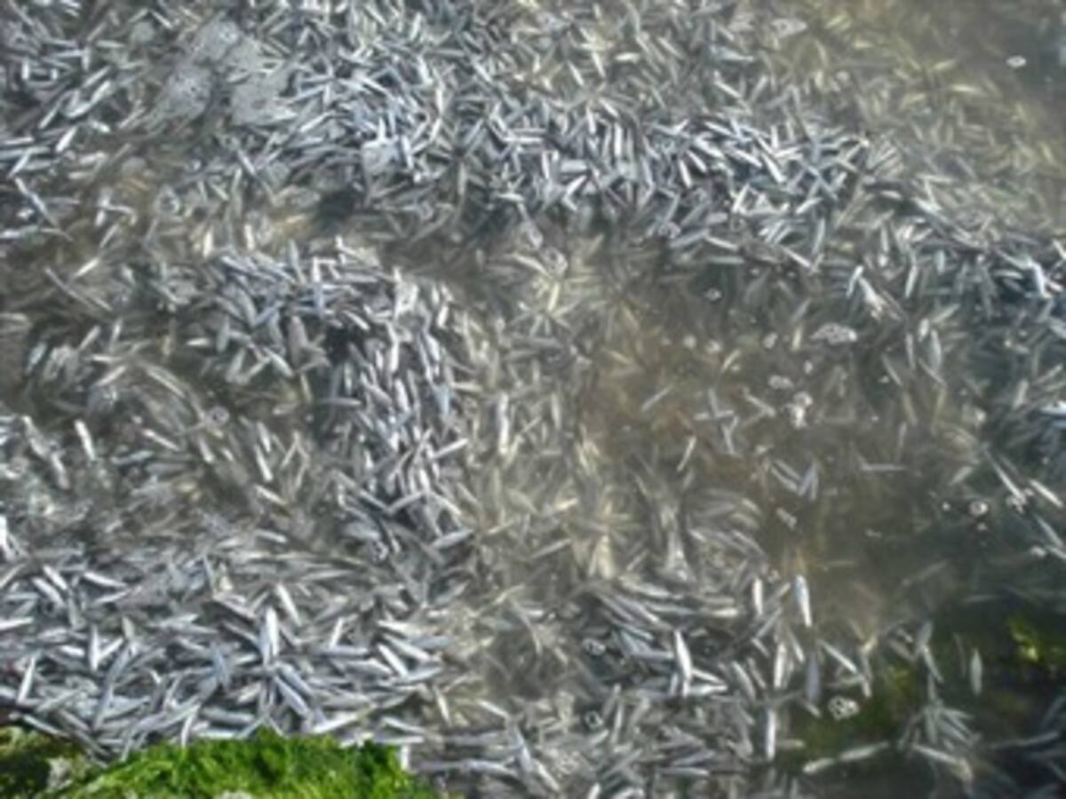 Descartan que cambio climático haya causado mortandad de peces en Chambacú