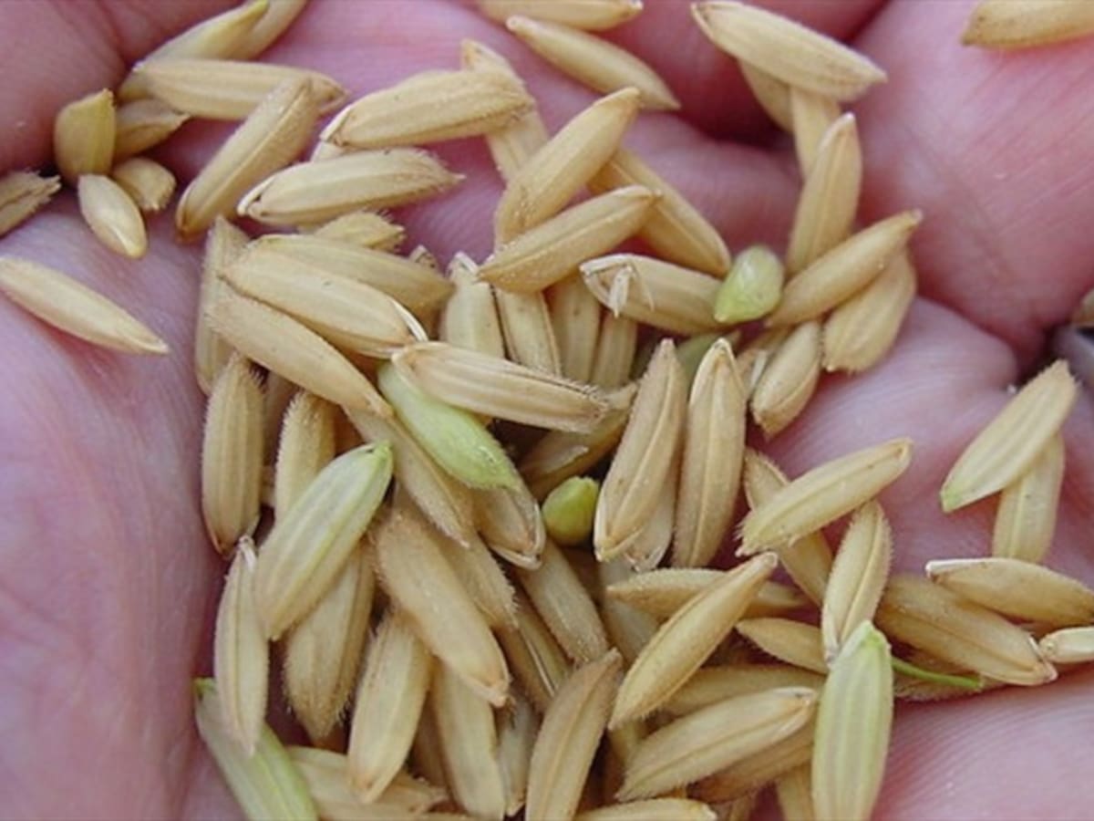 Analizan posibilidad de fijar precio base para productos de arroz paddy