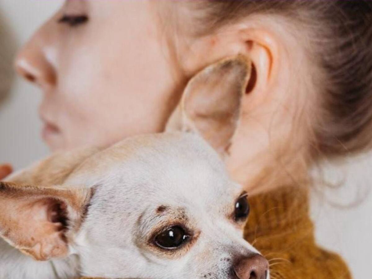 Se triplicó la muerte de mascotas por el uso indebido de la pólvora