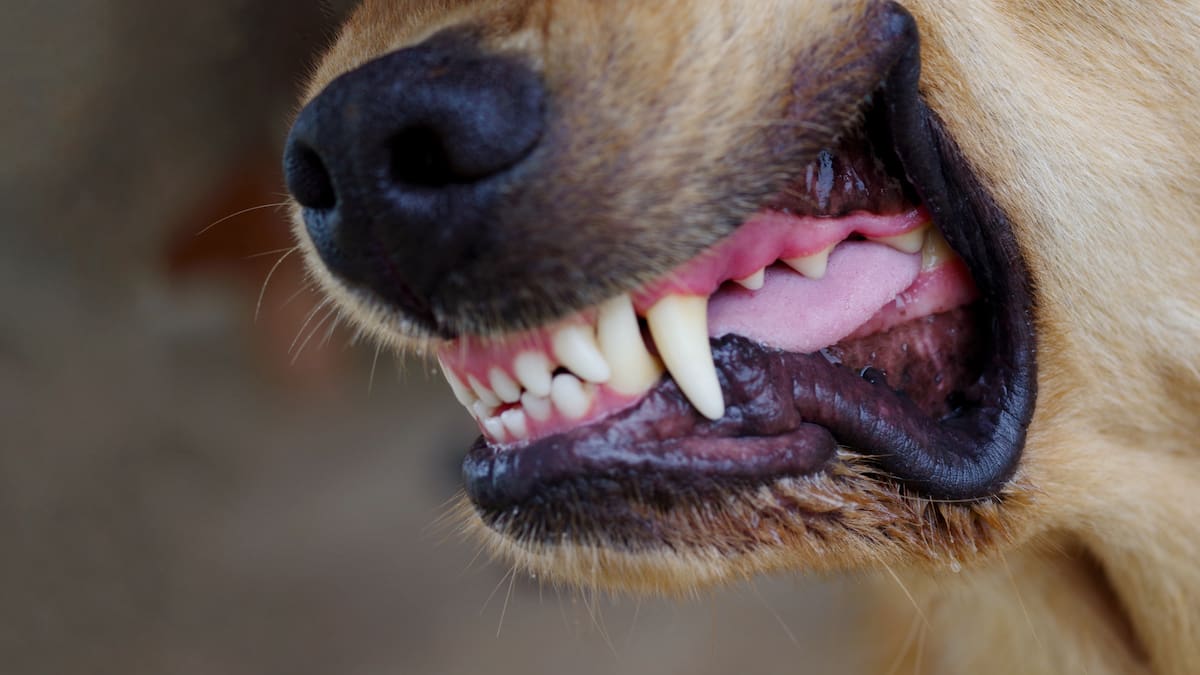 Así fue el operativo para desmantelar pelea ilegal internacional de perros con apuestas en Bogotá