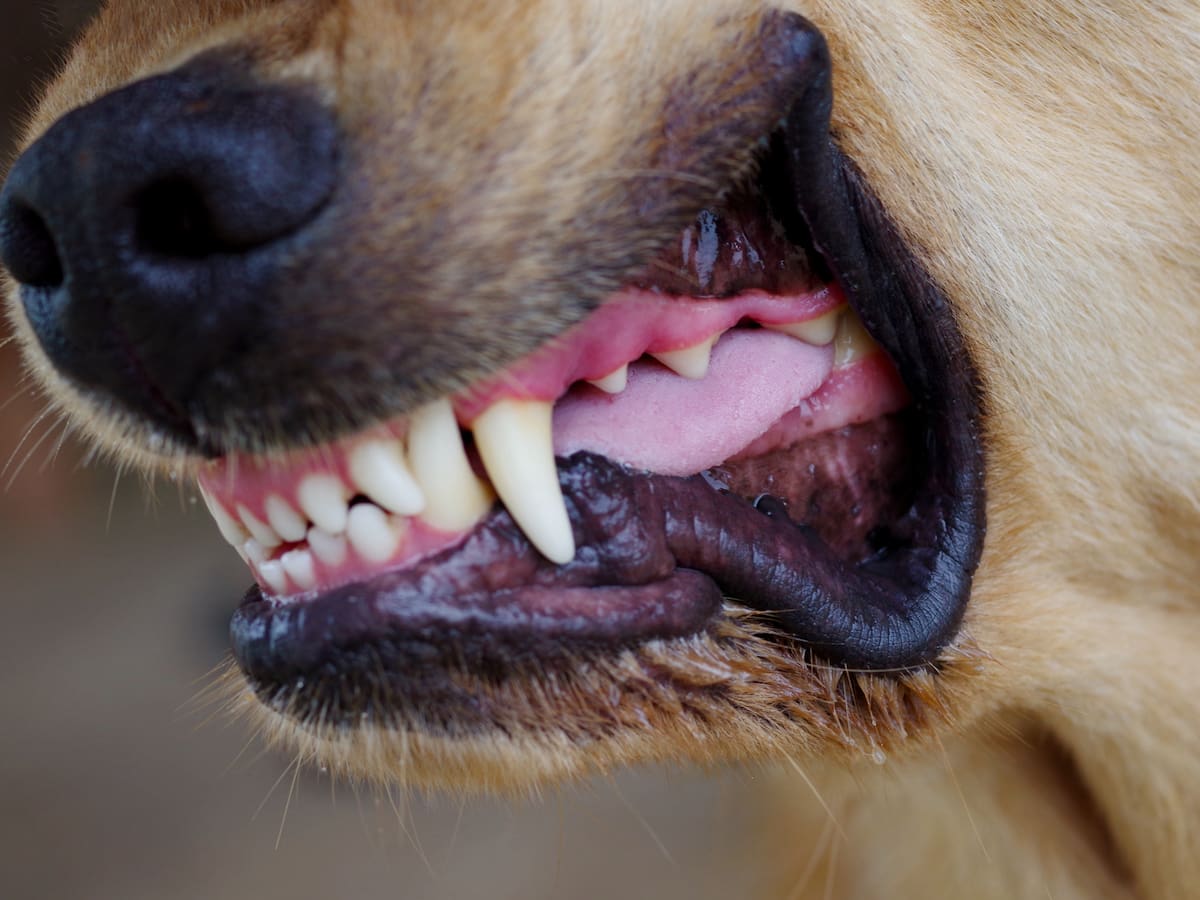 Así fue el operativo para desmantelar pelea ilegal internacional de perros con apuestas en Bogotá