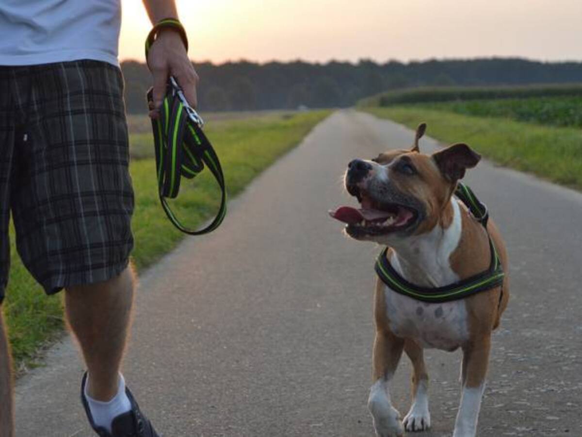 Un perro pitbull atacó a una niña después de una procesión en Medellín