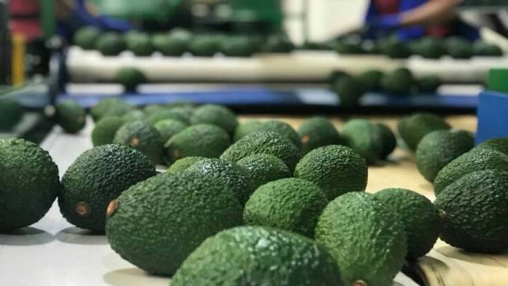 Primer contenedor de aguacate Hass del Quindío exportado a Estados Unidos