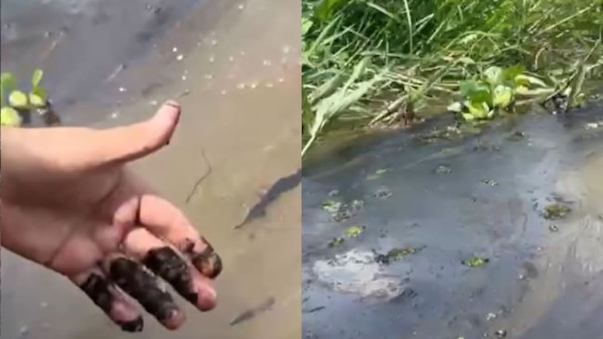 Denuncian contaminación con hidrocarburos en la ciénaga El Llanito en Barrancabermeja, Santander