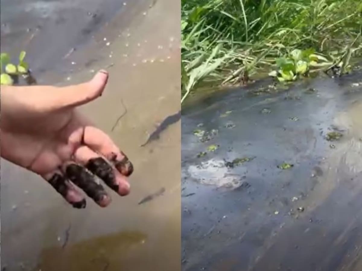 Denuncian contaminación con hidrocarburos en la ciénaga El Llanito en Barrancabermeja, Santander
