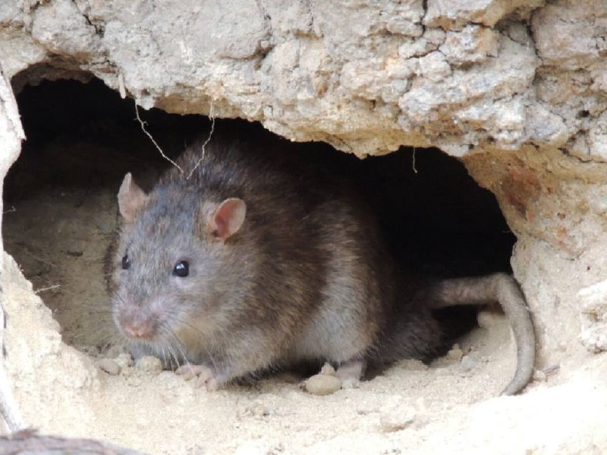 Durate el 2021 se han reportado 70 casos de leptospirosis en Medellín