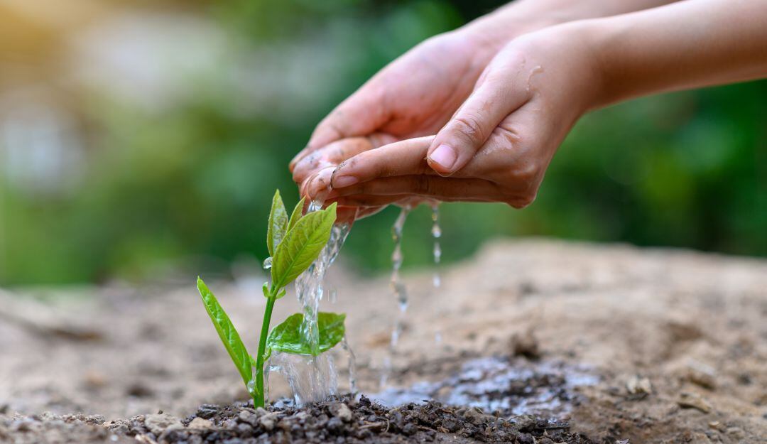 Imagen de referencia