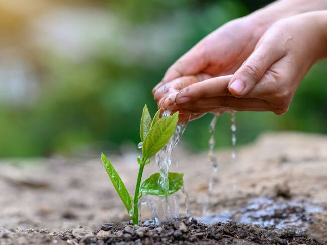 Imagen de referencia