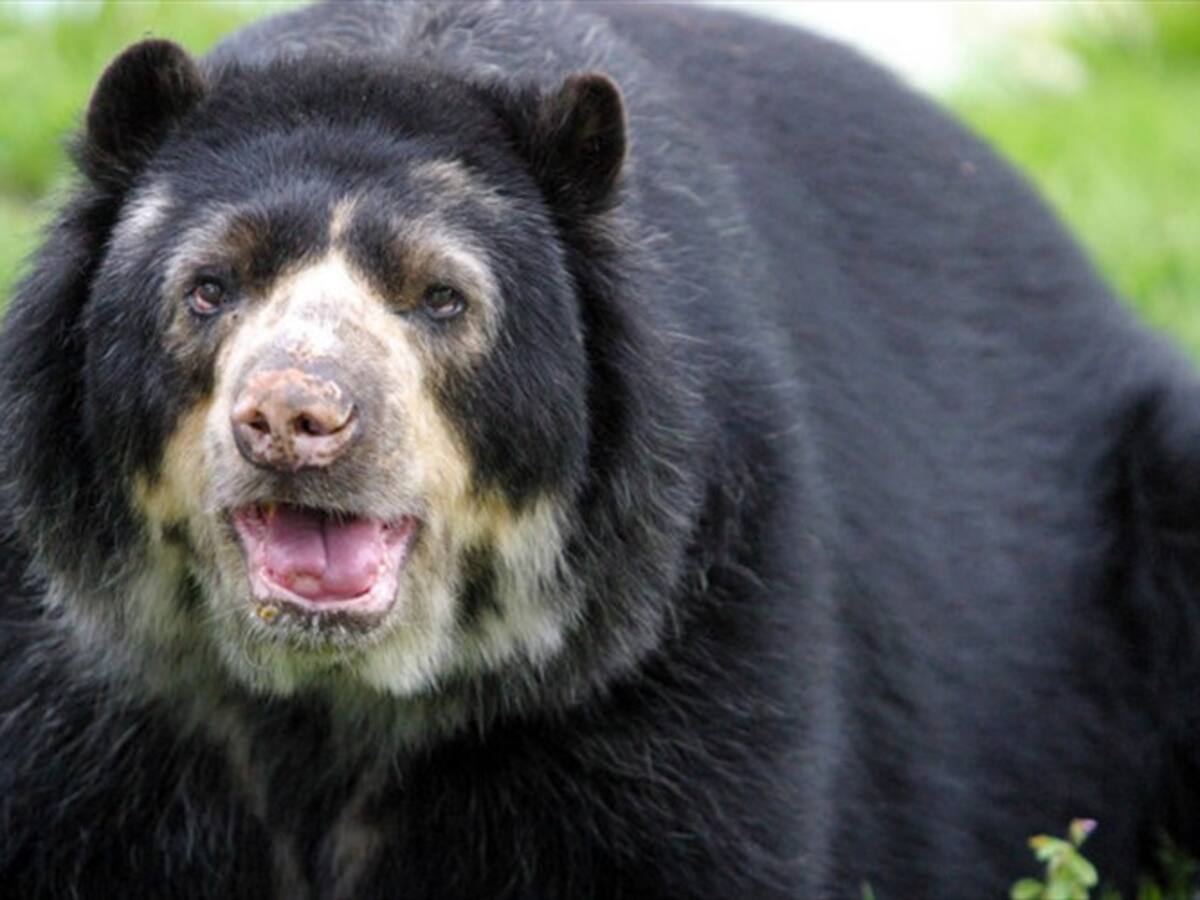 ¿Los animales son sujeto de derechos?, abogado del oso Chucho explica