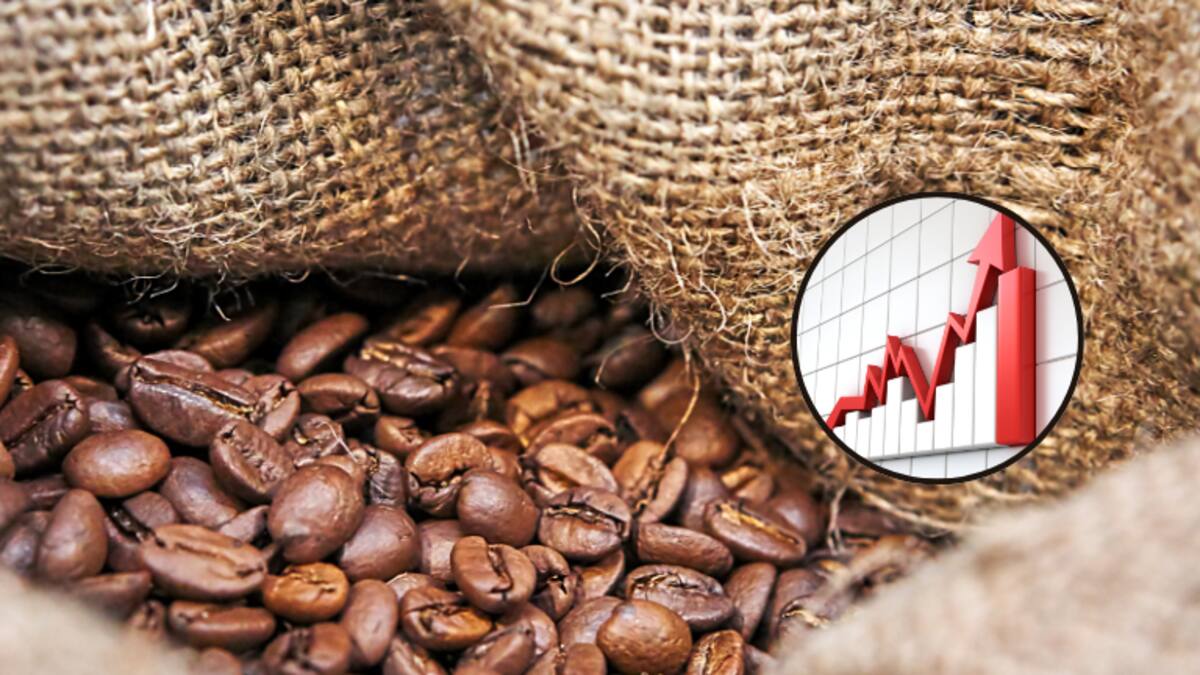 ¿A cómo está la carga en dólares? Precio del café hoy, 21 de junio, en Colombia