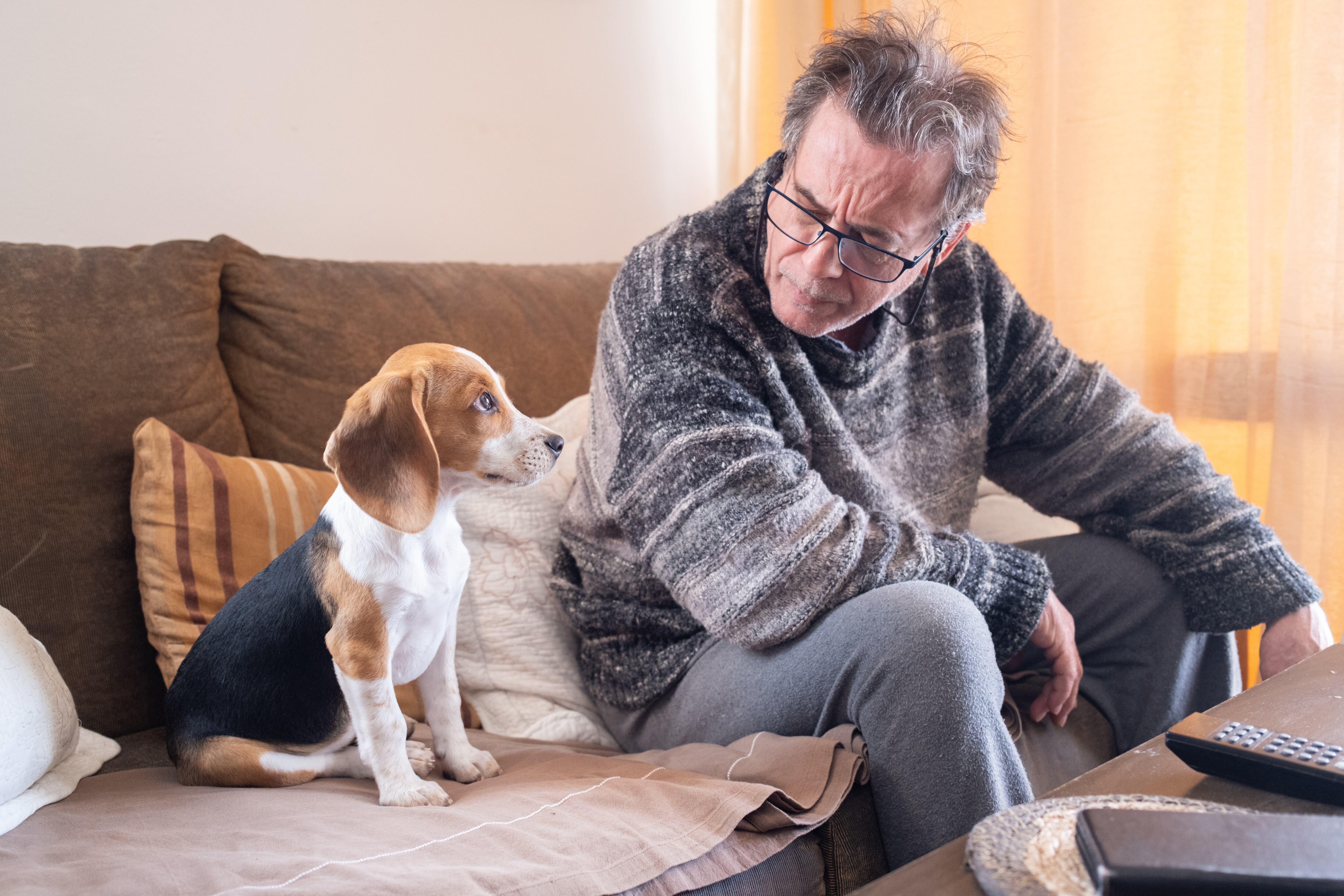 Hobre regañando a su cachorro beagle (Foto vía Getty Images).