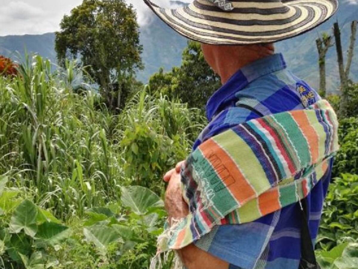 Campesinos se plantarán en los campos de coca para frenar fumigaciones