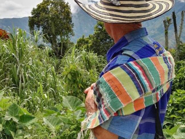 Campesinos se plantarán en los campos de coca para frenar fumigaciones