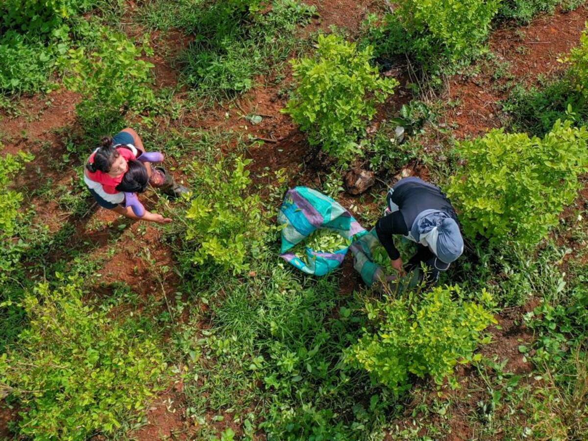 Gobierno invertirá $23 mil millones para sustitución de cultivos ilícitos