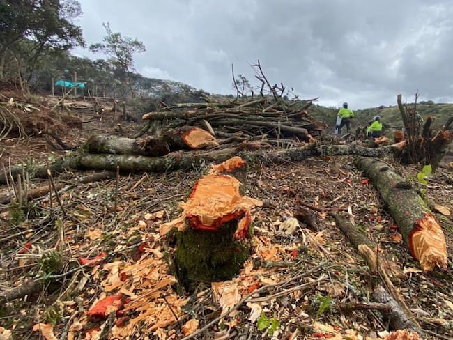En 3 meses cerca de 80.000 árboles fueron talados en el Parque Entre Nubes