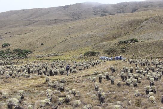 Almorzadero, emporio del agua, de bosques inmensos de frailejones centenarios y de montañas filosas que superan los 4000 metros de altura, sobrevoladas por el imponente cóndor de los Andes.