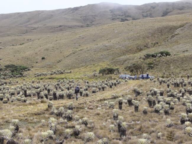 Almorzadero, emporio del agua, de bosques inmensos de frailejones centenarios y de montañas filosas que superan los 4000 metros de altura, sobrevoladas por el imponente cóndor de los Andes.