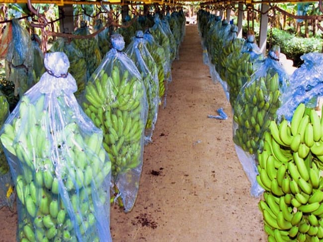 Magdalena en alerta para evitar expansión del Fusarium Raza 4 . Foto: Colprensa