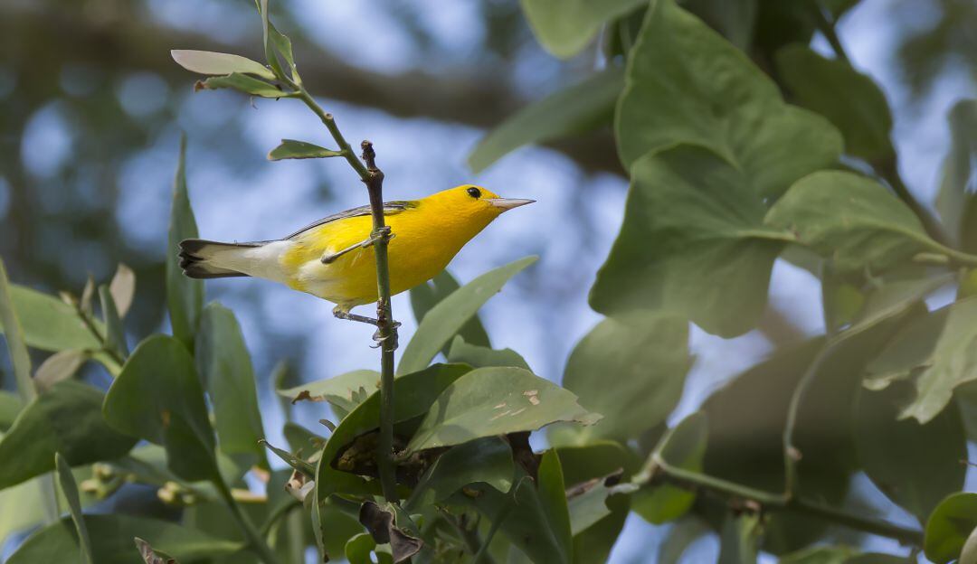 Especie Protonotaria citrea, en la Guía de Aves