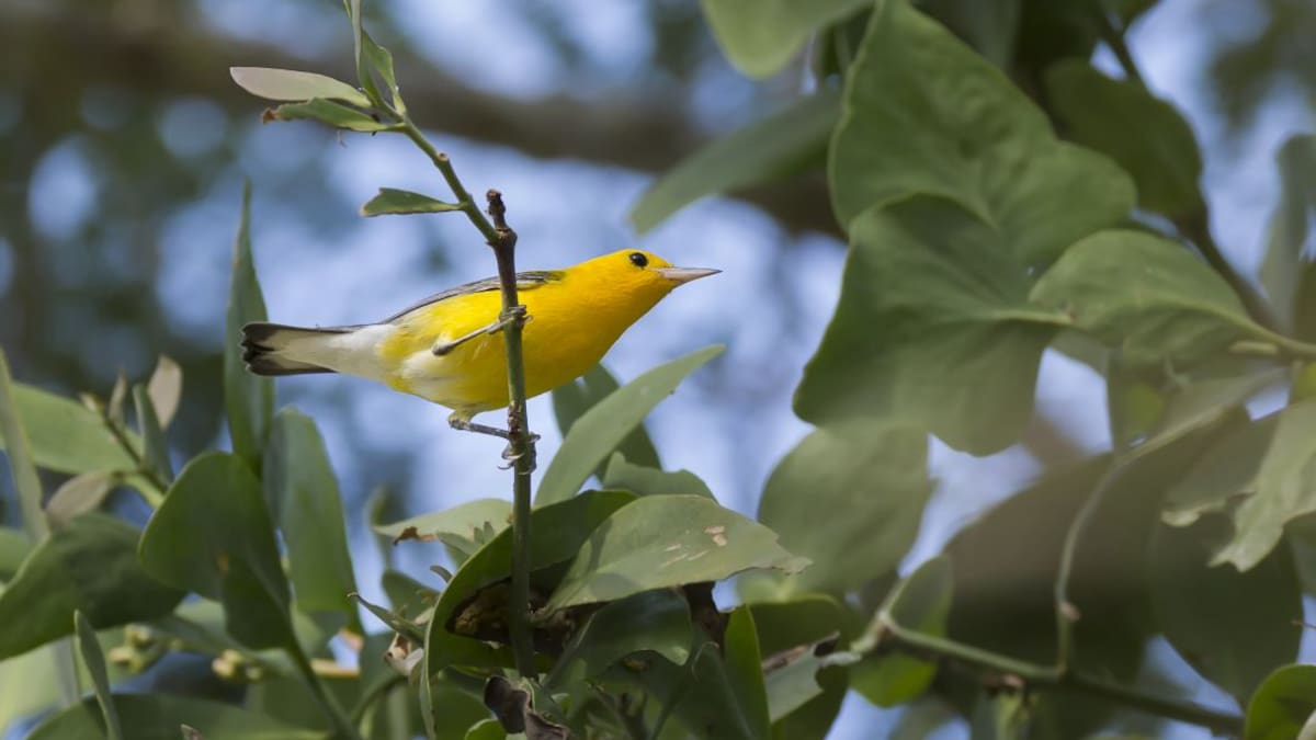 Fascinante guía nos permite descubrir las aves de Medellín